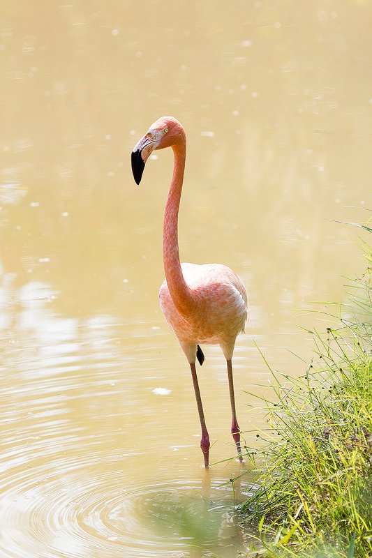 фламингоphoto preview