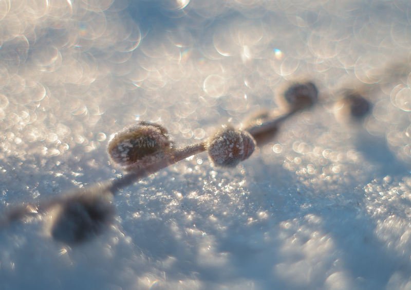 Весна на снегу.photo preview