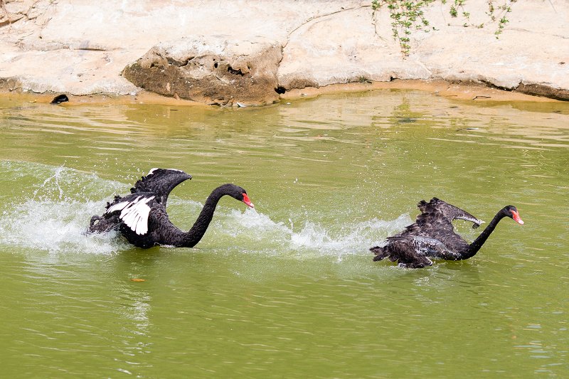 Погоняphoto preview