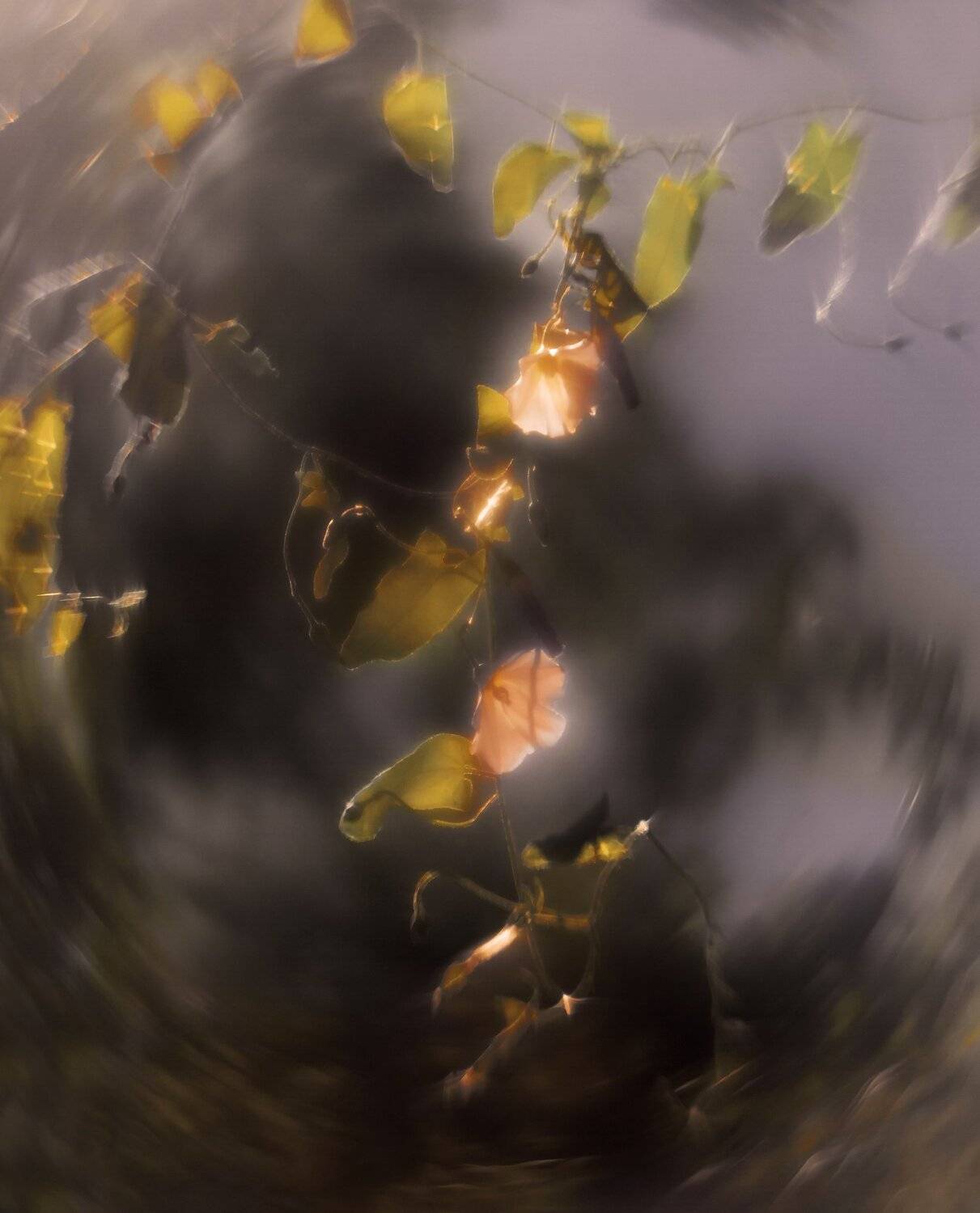 Новолетние гирлянды.. Автор: Sixten ( Сергей ) природа,беларусь,лето,макро, Sixten ( Сергей )