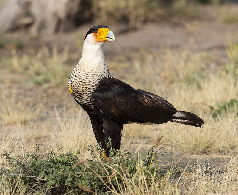 каракара, crested caracara, caracara, tx, texas Обыкновенная каракара - Crested Caracaraphoto preview