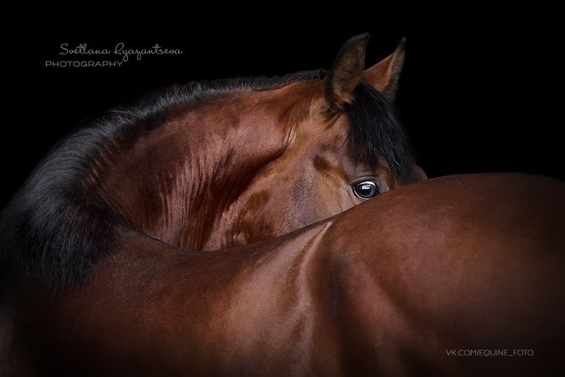 horse, лошадь, лошади, portrait Precious Heartphoto preview