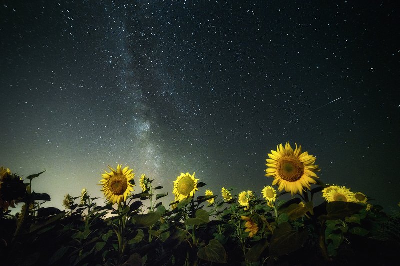 ночь, луна, озеро, отражение, звезды, ночной пейзаж, лунный пейзаж, nightscape, landscape, поле, подсолнухи, млечный путь Ночь в подсолнухахphoto preview