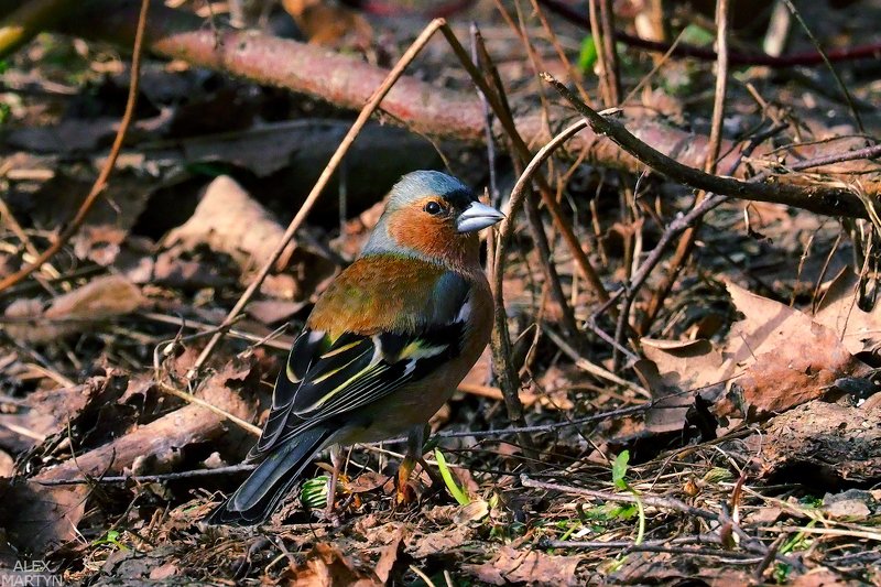 птицы ***photo preview