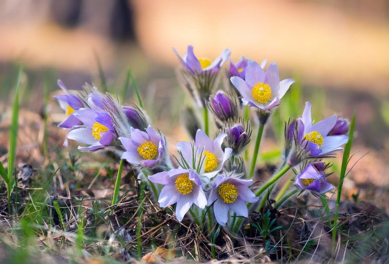 весна, цветы, сон-, трава Весенний хоровод 2 фото превью