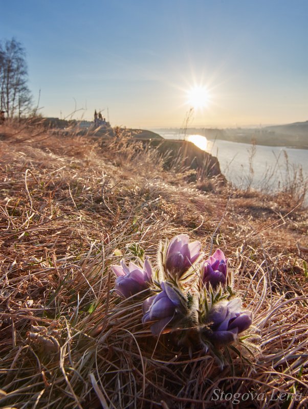 рассвет, цветы Первые цветыphoto preview