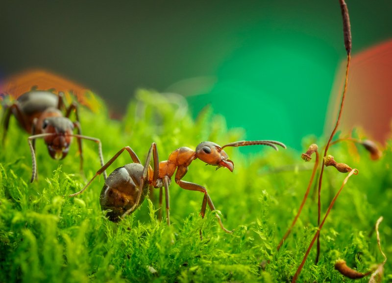 макро, муравей, Из жизни муравьёвphoto preview