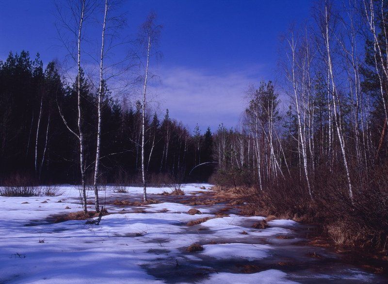 снег.лес.весна.деревья.талая, вода. Весна,вырубка.photo preview