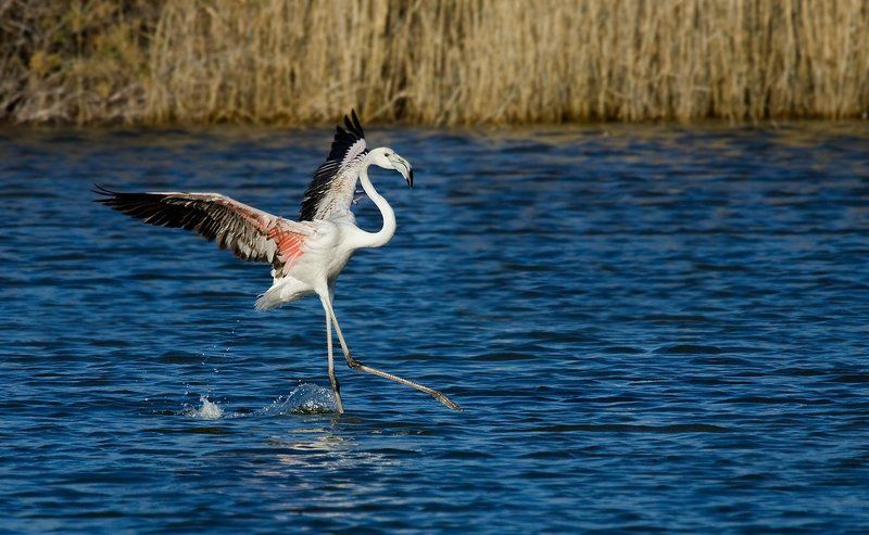 розовый, фламинго балетphoto preview