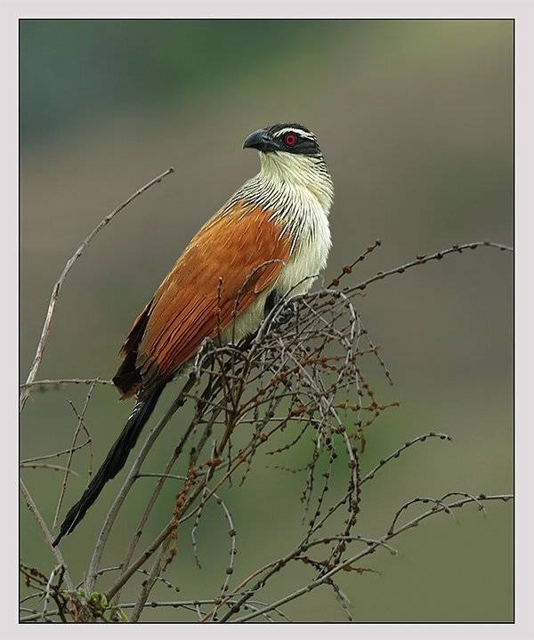африканская шпорцевая кукушка, white-browed coucal, centropus superciliosus, Sergey Volkov