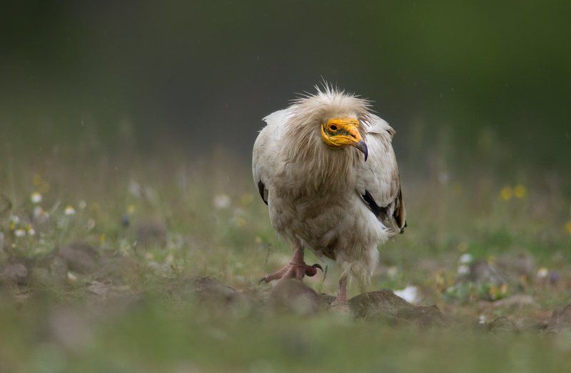 Dead angel (Neophron percnopterus) фото превью