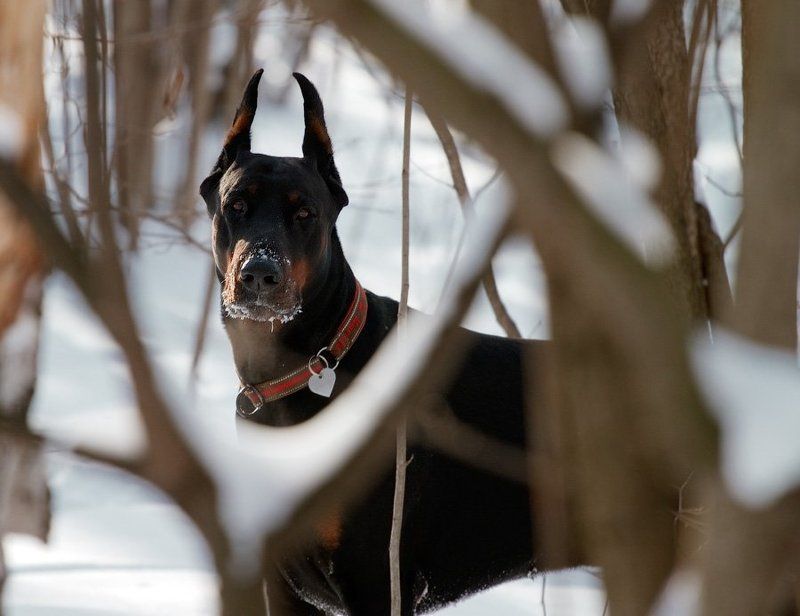 зимний Перецphoto preview