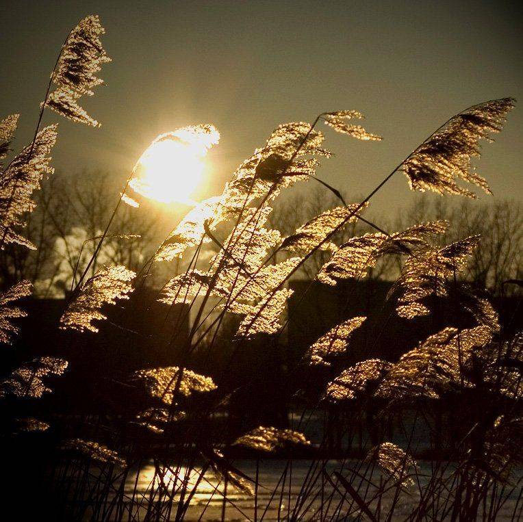 Икебана. Автор: Александр , Александр