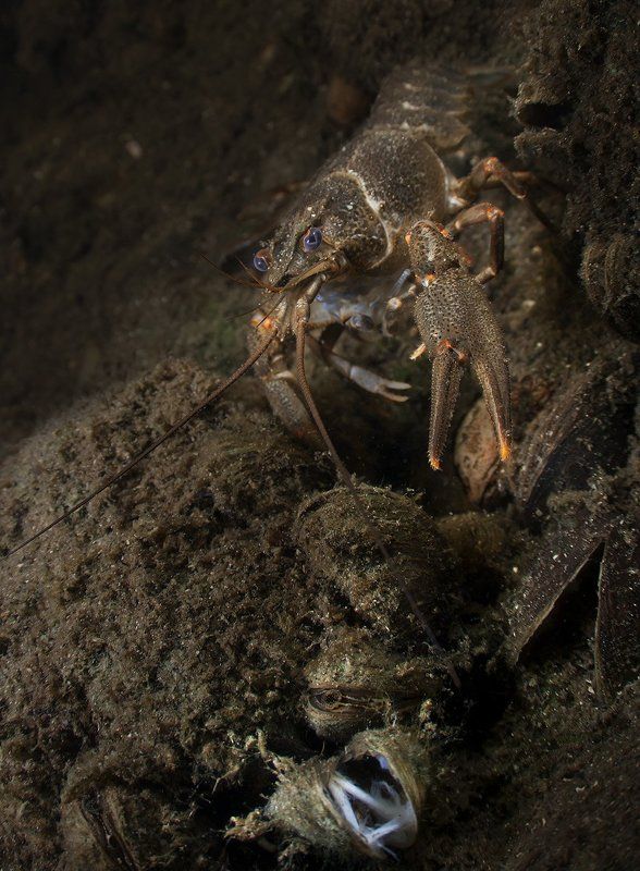 рак Рачья столоваяphoto preview