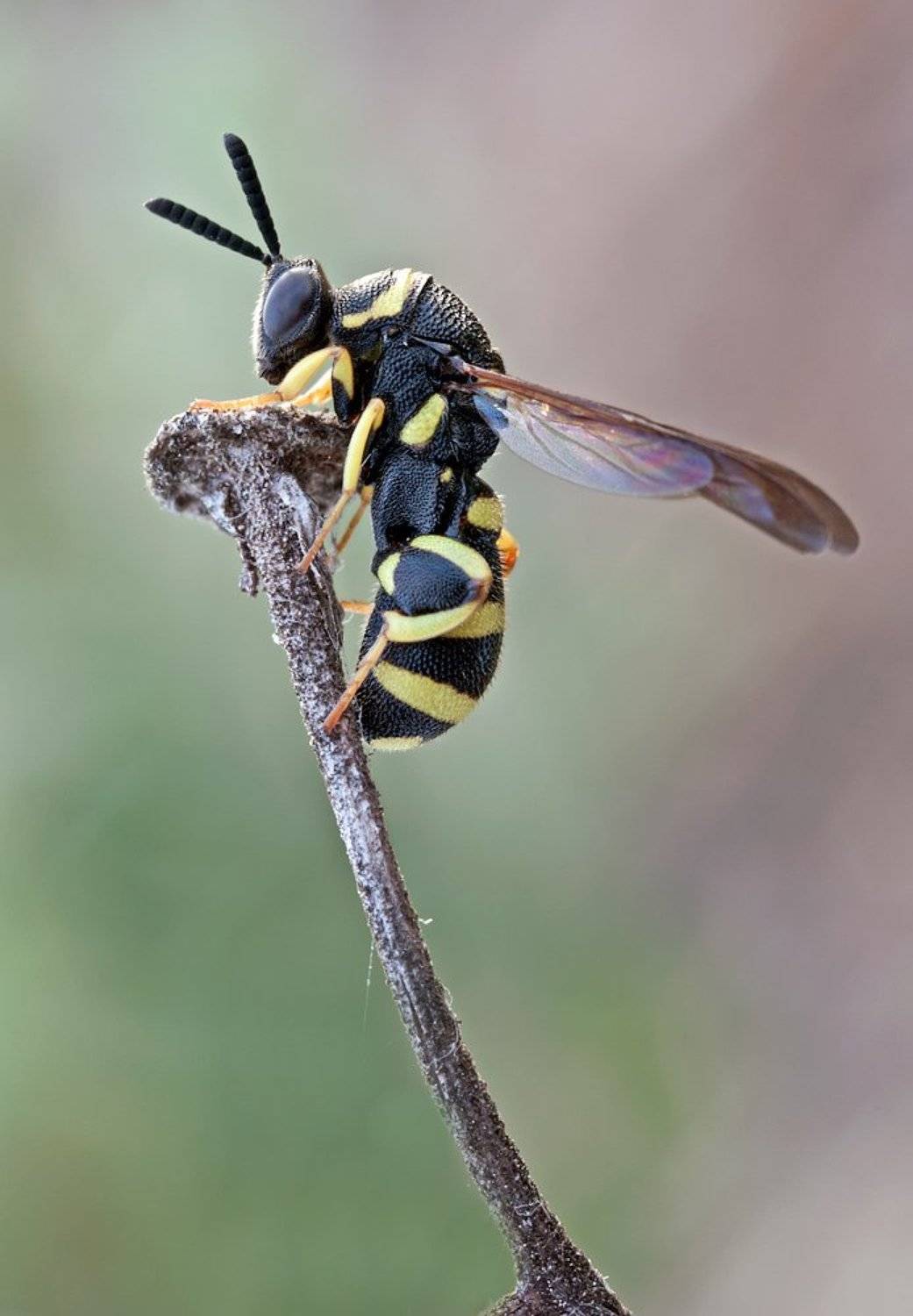 wasp, himenoptera, chalcid, canon, 450d, mp-e 65mm, macro, Remus Moise