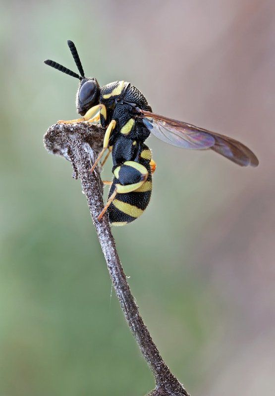 wasp, himenoptera, chalcid, canon, 450d, mp-e 65mm, macro Brachimera minutaphoto preview