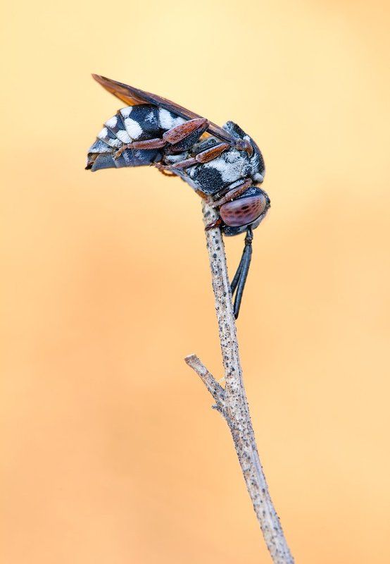 himenoptera, bees, canon Solitaryphoto preview