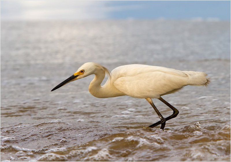 птицы, пернатые, цапли, американская белая цапля Охота на завтракphoto preview