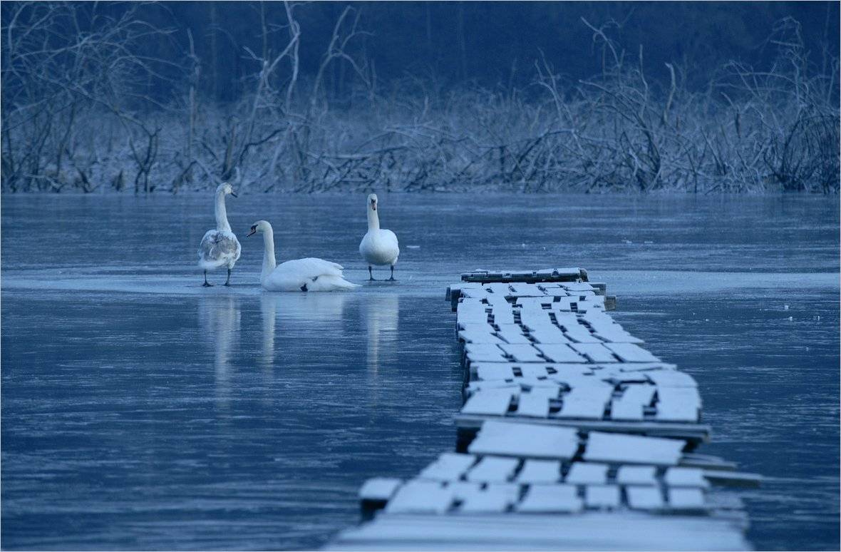 лебединая драма. Автор: Николай Шахманцир , Николай Шахманцир