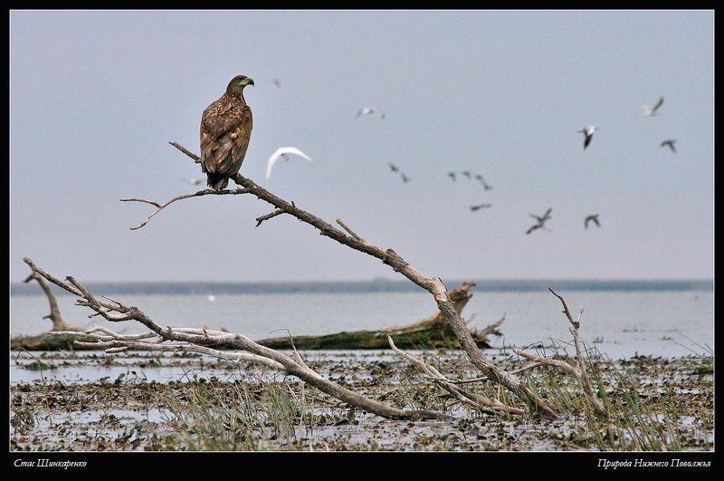 Хозяин дельтыphoto preview