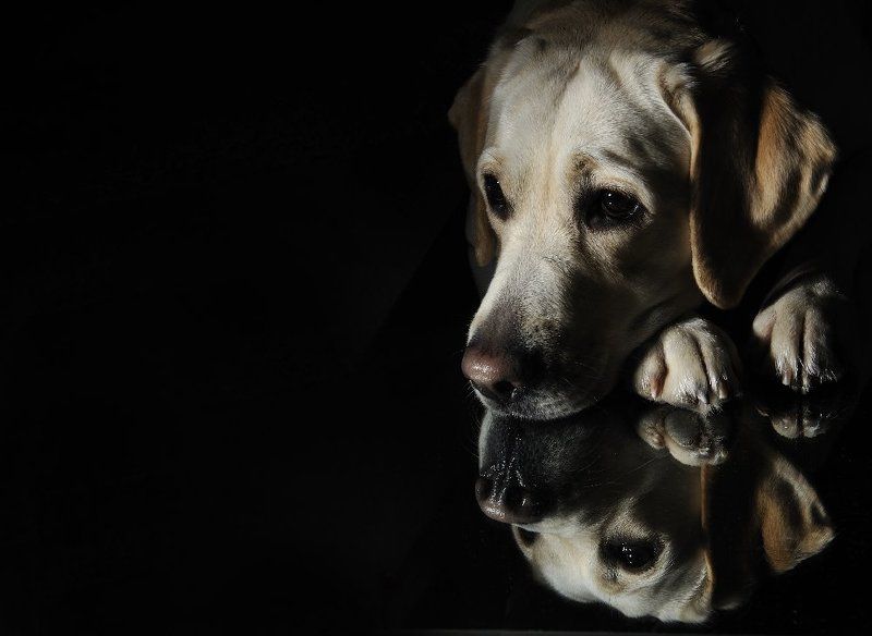 лабрадор, собаки Льюис Керролл о собаках ничего не писал...photo preview