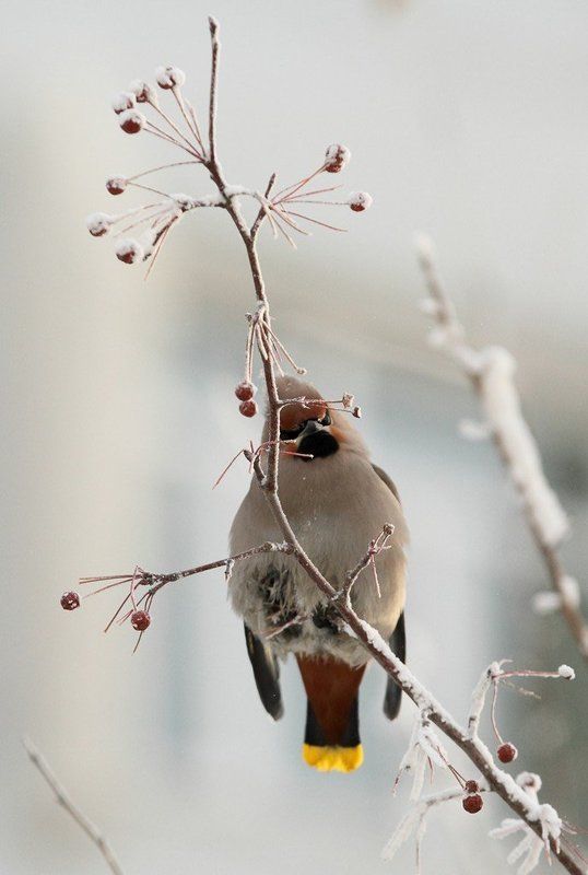 свиристель Свиристельphoto preview