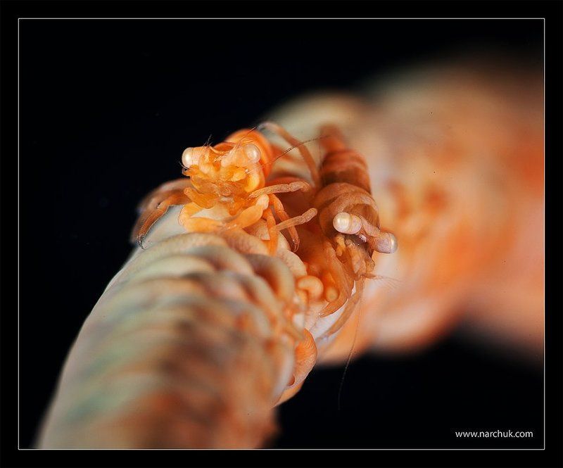 Близнецыphoto preview