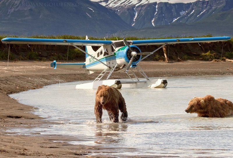 медведи, бурые, гризли, аляска, alaska, grizzly, brown, bear, bears, roman, golubenko, aircraft, coastal, photo, photographer, picture Путь к самолёту отрезан, настало время обсудить чьи в лесу шишки / Customs Patrol before the flight. Alaskaphoto preview