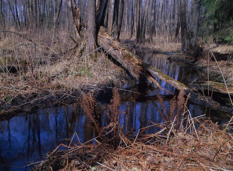 лес.ручей.вода. Весна,ручей 2photo preview