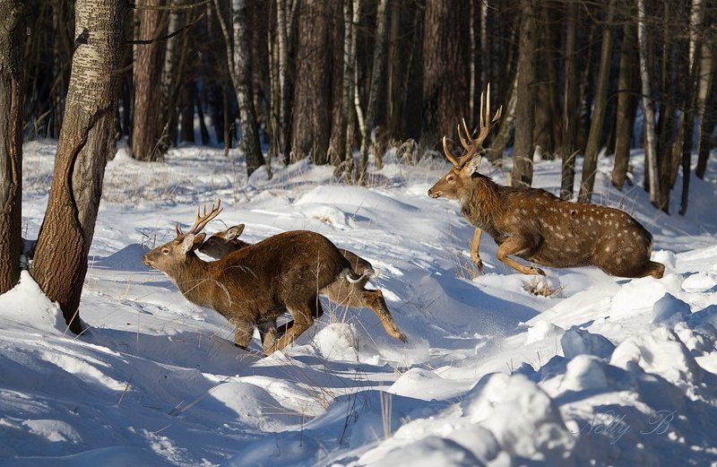 олень, пятнистый олень Пятнистые олениphoto preview