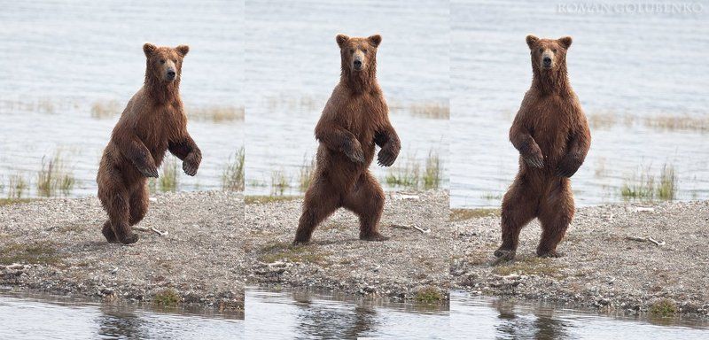 roman, golubenko, grizzly, bear, alaska Высокий мужчина в самом расцвете сил желает познакомиться / Wanna dance with me Alaska stylephoto preview