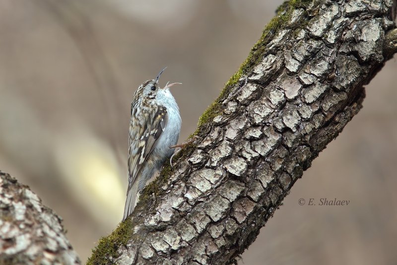 birds,certhia familiaris,eurasian treecreeper,обыкновенная пищуха,птица,птицы,фотоохота Солист больших и малых..photo preview