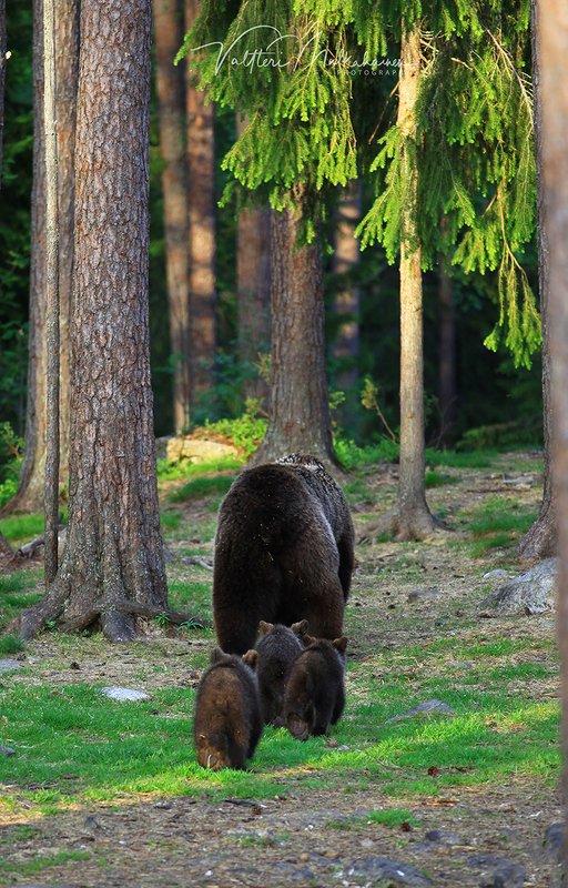 Опять фотограф не принёс обещанного мёда ... :) фото превью