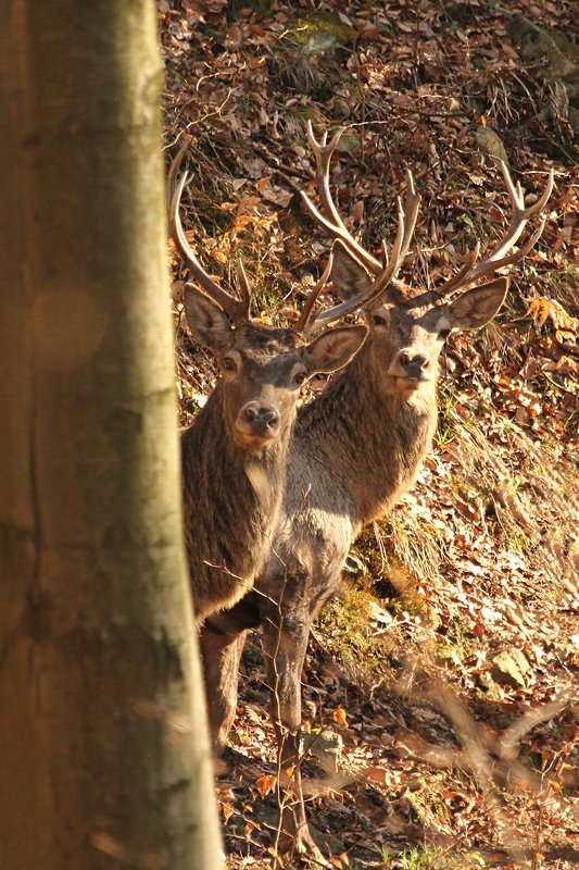 Juniors...photo preview