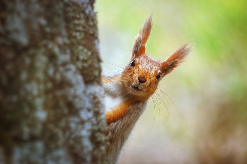 moment, момент, beautiful, красивый,  nature, природа, close-up, крупный план, manual lens, мануальная оптика, юпитер-37а, animal, животное,  forest, лесное, red, рыжая, squirrel, белка,  portrait, портрет, Грызун-очаровашка :)photo preview