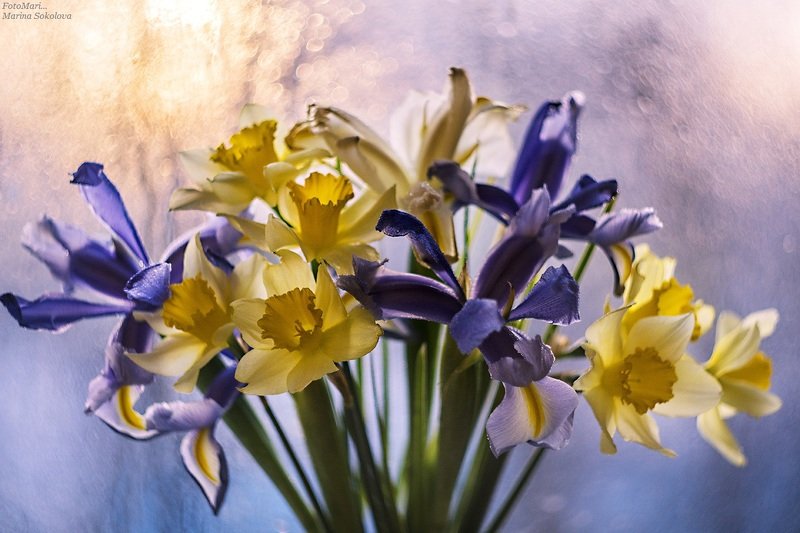 Весеннее настроение с ирисами и нарциссами...photo preview