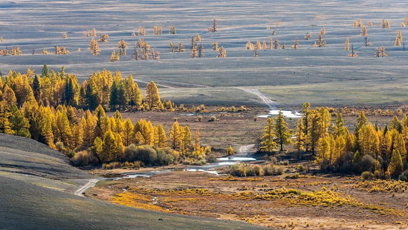 горы, алтай, горный алтай, утро, лиственница, осень, ник васильев, курай, курайская степь, золотая осень, ручей, mountains, altai, larch, autumn, kurai steppe, stream Золото Кураяphoto preview