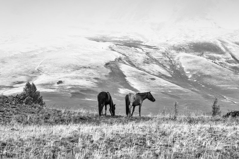 горы, алтай, горный алтай, курай, курайский хребет, лошадь, конь, монохром, ник васильев, mountains, altai, horse, monochrome Алтай в монохромеphoto preview