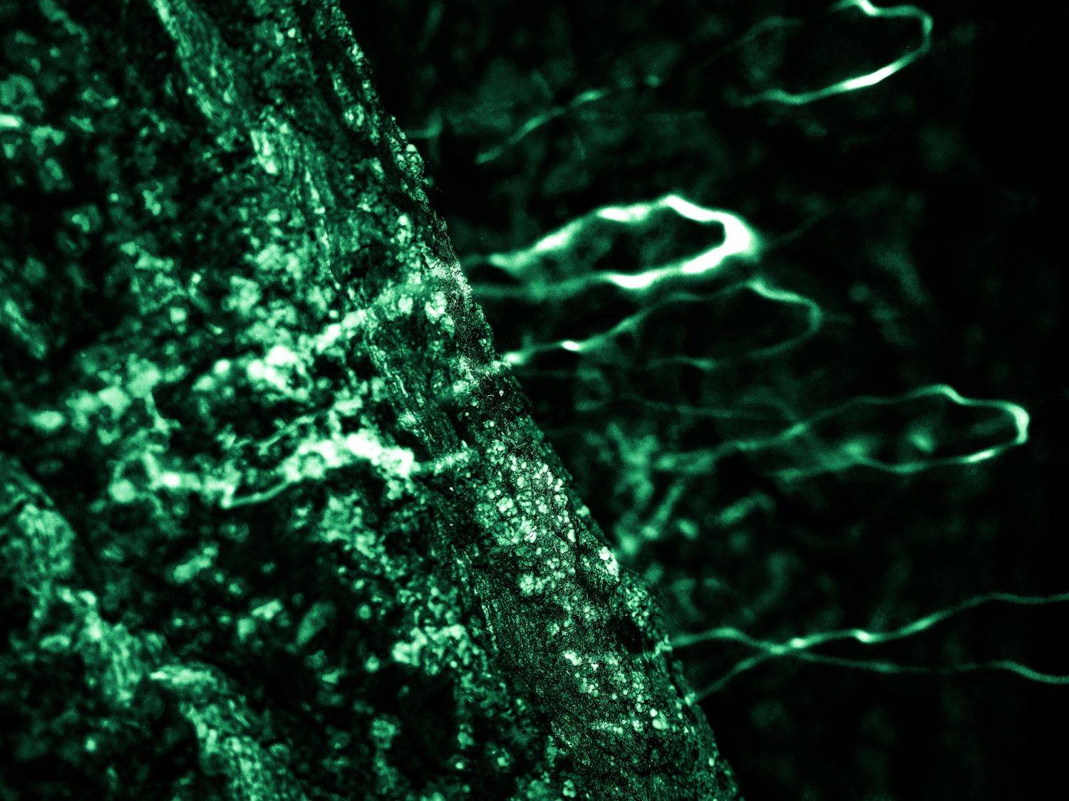 , Влад Имиров