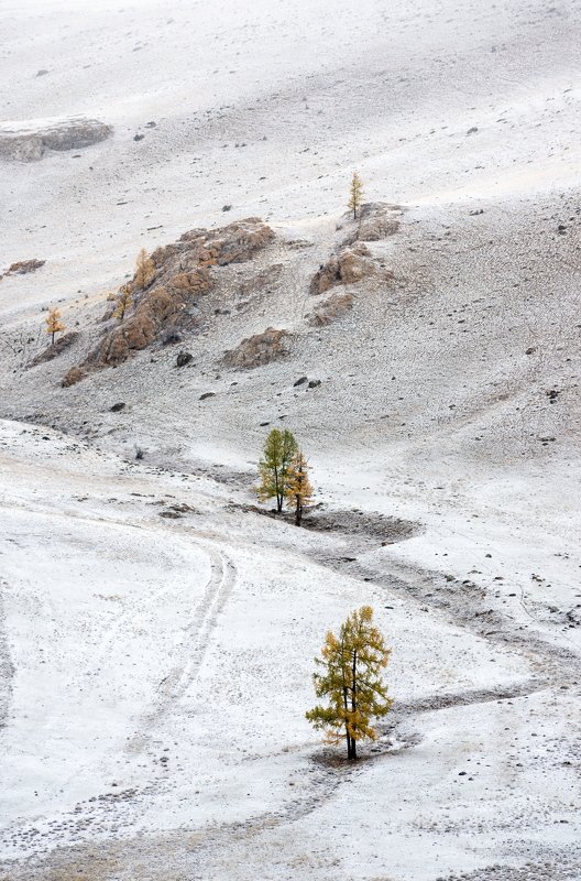 горы, горный алтай, алтай, снег, осень, лиственница, ник васильев, mountains, altai, snow, autumn, larch Серебряная осеньphoto preview