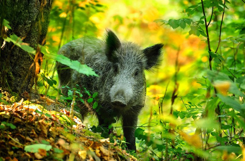 Снимаю природу, Фотоохота,  ***photo preview
