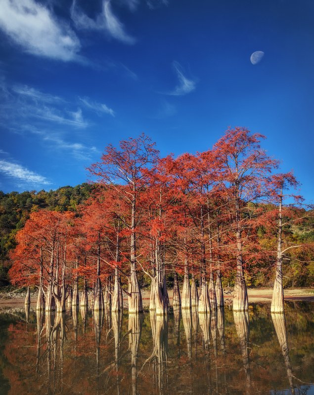 болотные кипарисы, озеро, сукко, осень, Болотные Кипарисы на озере Суккоphoto preview