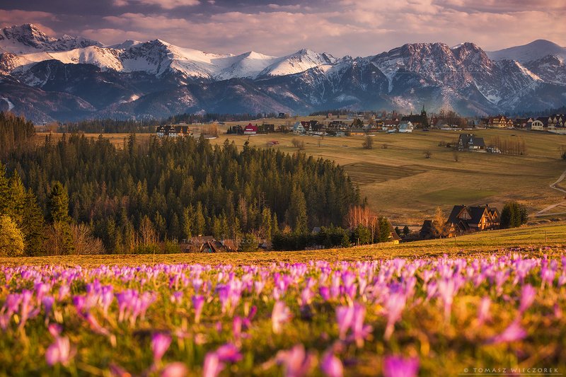 landscape, tatry, tatras. mountains, poland, polish, travel, explore, awesome, amazing, adventure, colours, spring, crocuses Springtime in Polandphoto preview