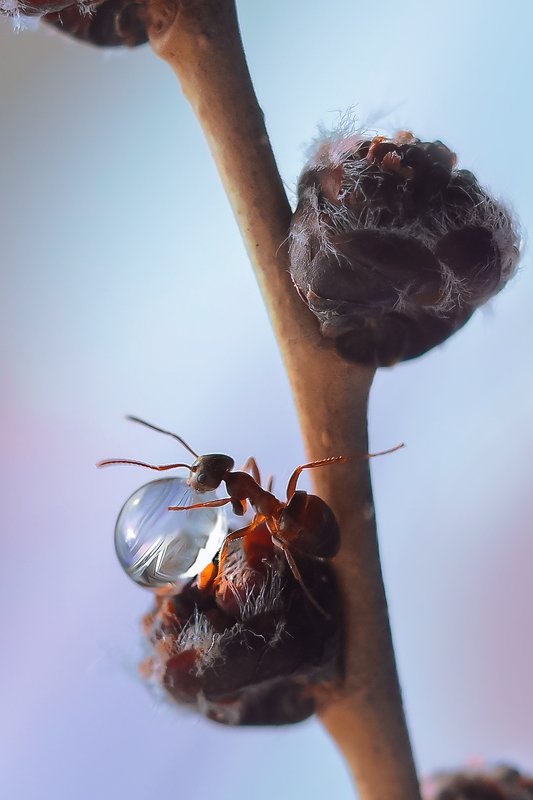 Капляphoto preview