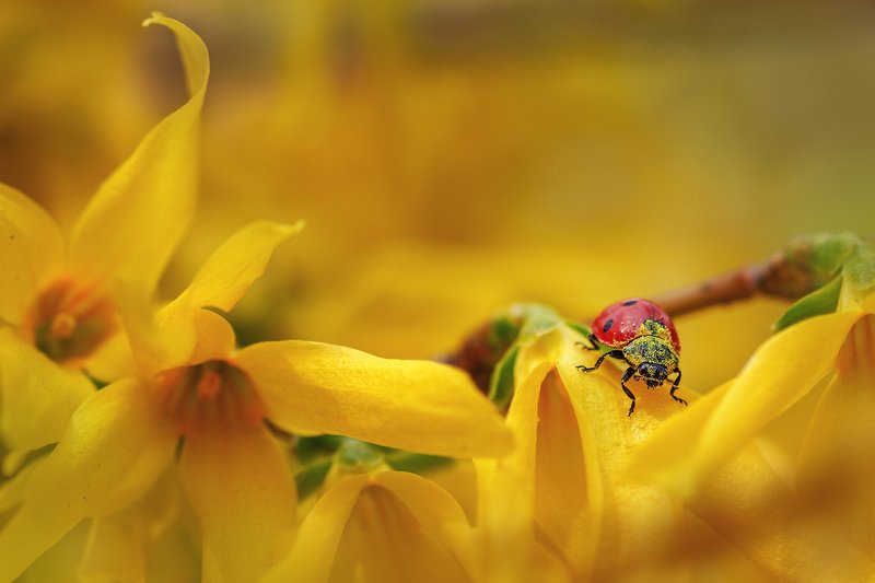 moment, момент, beautiful, красивый,  nature, природа, macro, макро, macro lens, tokina 100 macro, flowers, цветы, spring, весенние, yellow, желтые, forsythia, форзиция, insect, насекомое, redbug, букашка, ladybug, божья коровка, pollen, пыльца, Про пыльцу-вкусняшку и изголодавшуюся букашку :)photo preview