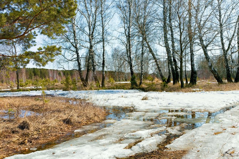 пейзаж, весна, природа, снег, лужи,  деревья, берёзы, сосны Апрельский снегphoto preview
