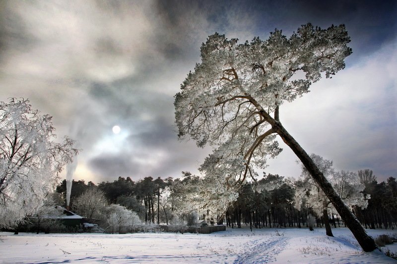 gomel belarus winter snow гомель беларусь зима снег дерево Зимнее спокойствиеphoto preview