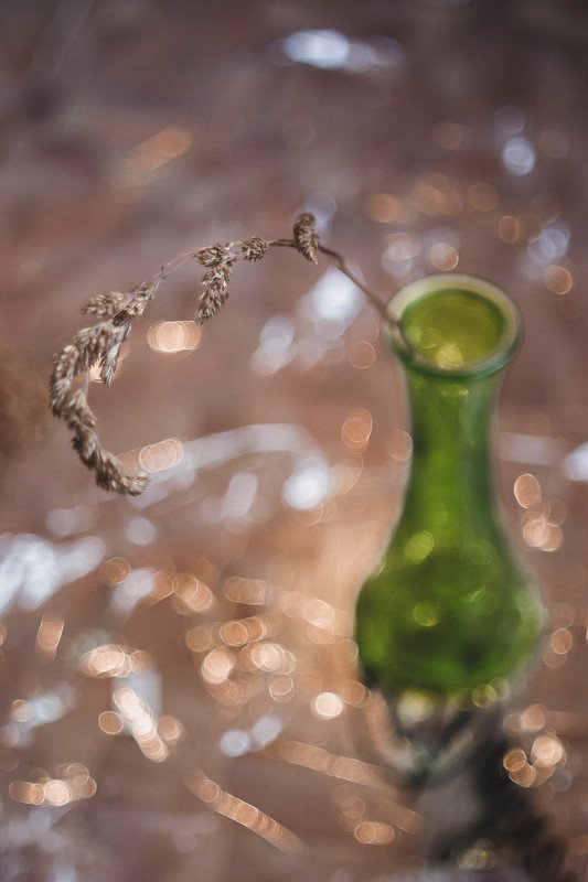 dry flowersphoto preview