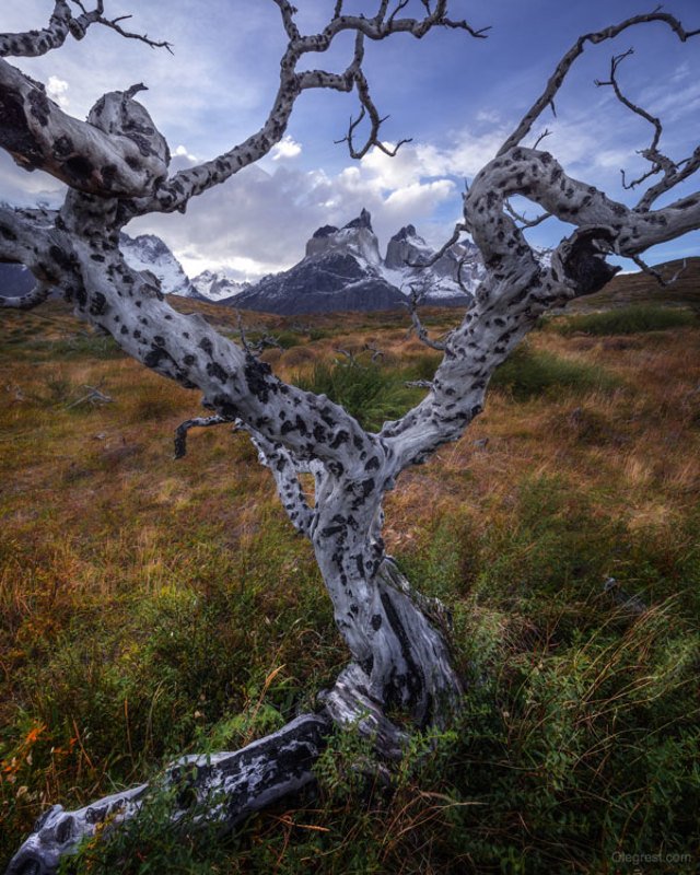 Леопардовое деревоphoto preview