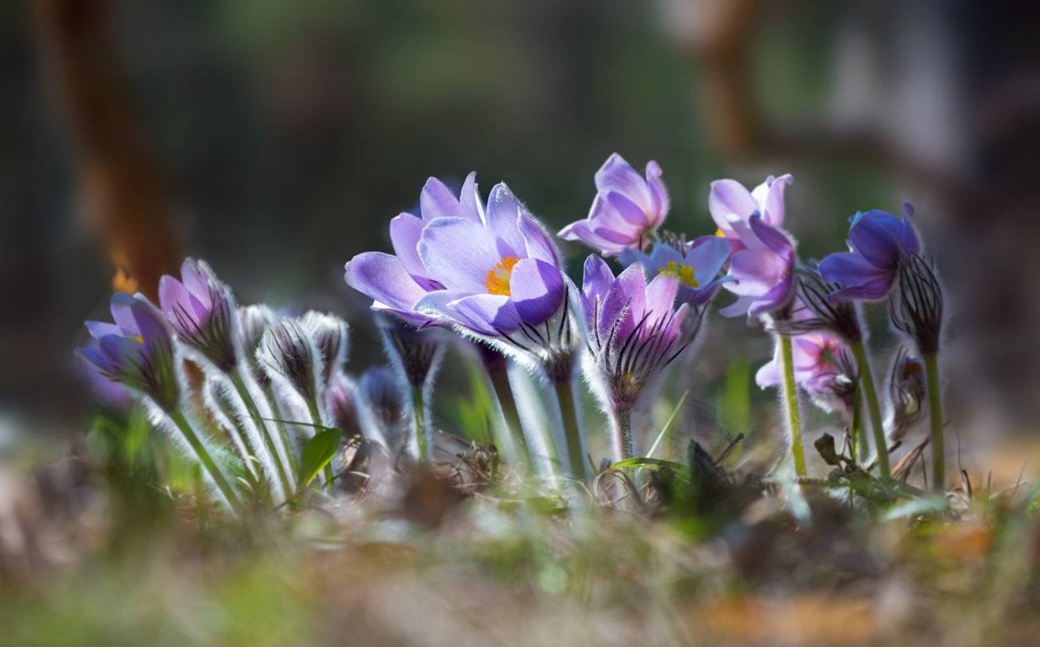 весна, цветы, сон-, трава, Галанзовская Оксана